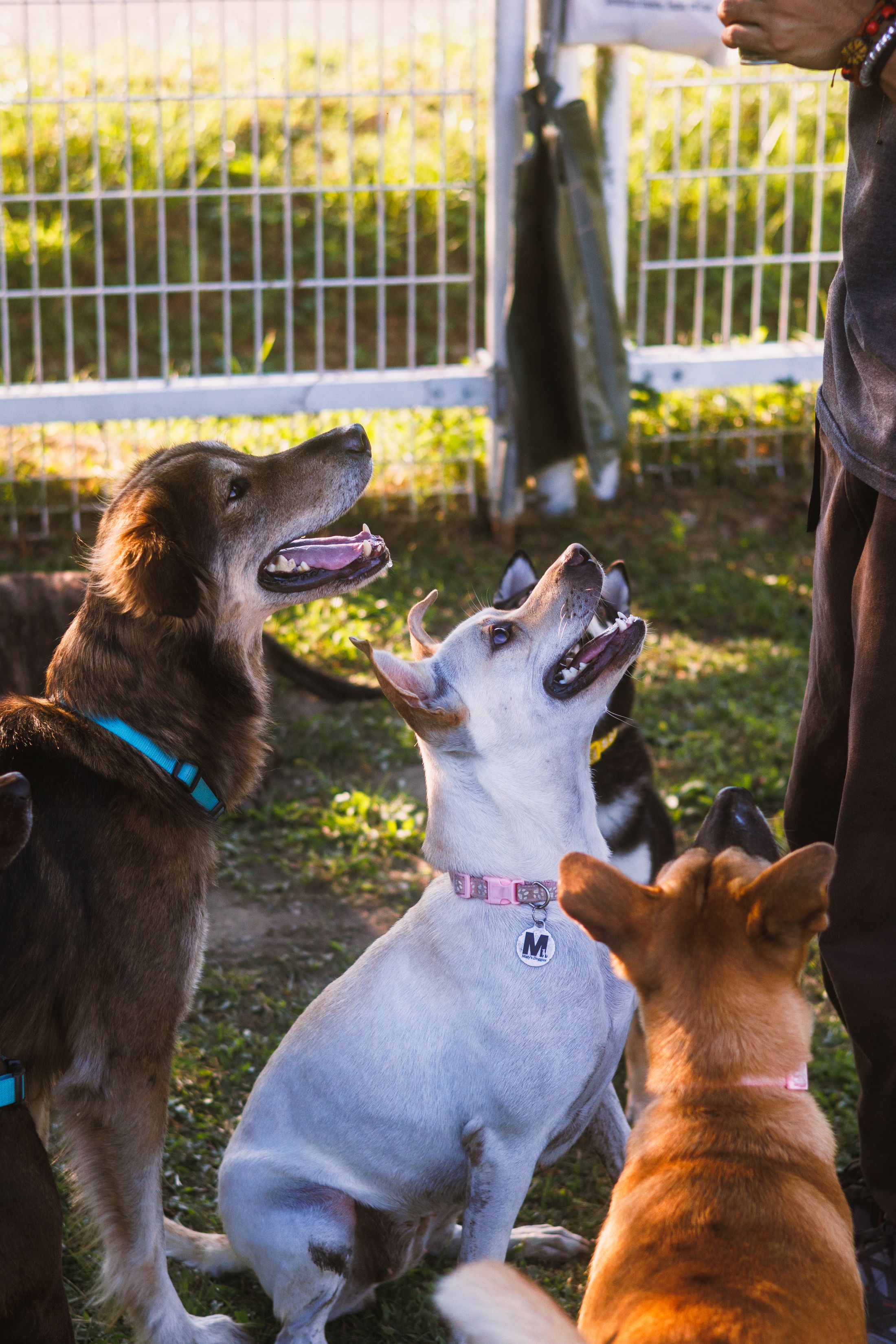 A group of dogs watching a trainer outdoors, visual reference for Lead the Way